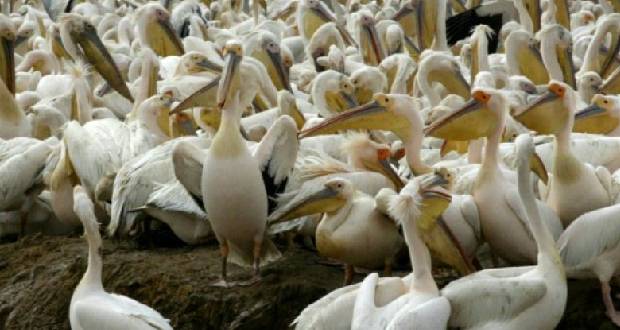 Sénégal: un grand parc ornithologique fermé au public après la mort de 750 pélicans
