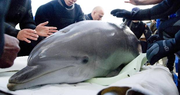 Le Parc Astérix euthanasie son dauphin le plus âgé