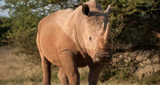 Afrique du Sud: saisie de cornes de rhinocéros estimées à plus de 3 millions de dollars