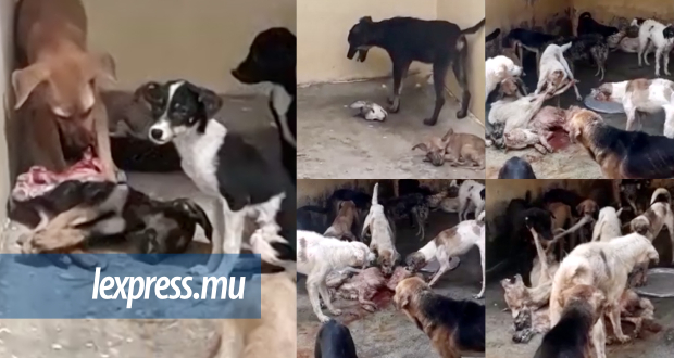 Maltraitance des chiens: le Daily Mail réagit à la campagne «the killing pounds»