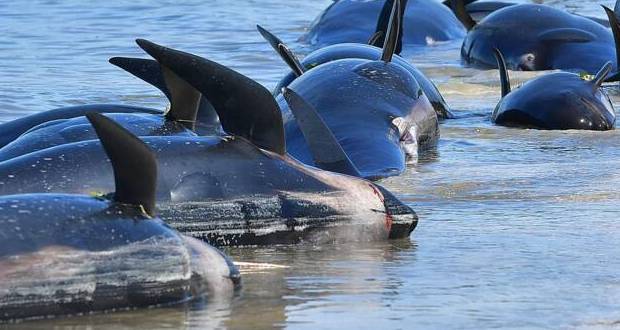 Des dizaines de «dauphins-pilotes» échoués en Nouvelle-Zélande