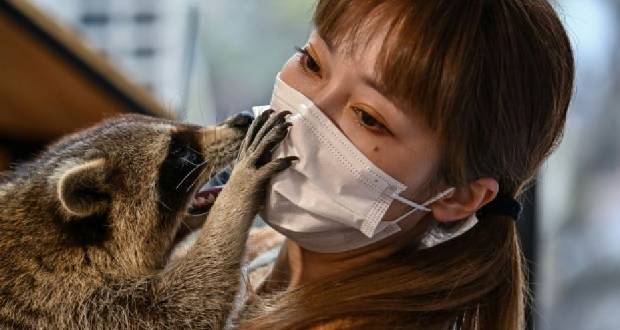 Iguane ou raton laveur? Boom du «café animalier» exotique en Chine