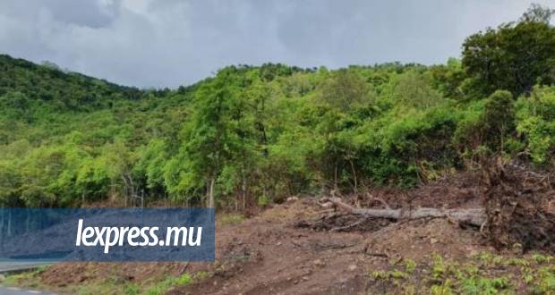 Abattage des arbres à Chamarel: la Royal Society of Arts and Sciences of Mauritius tire la sonnette d’alarme
