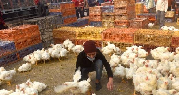 France: nouveau foyer de grippe aviaire dans le nord-est