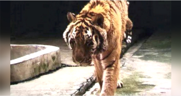 Chine: deux tigres abattus dans un zoo après avoir tué un gardien