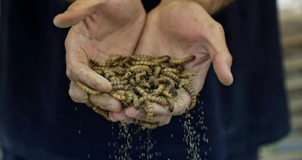 Au Koweït, un éleveur veut rendre tendance la consommation de larves dans le Golfe