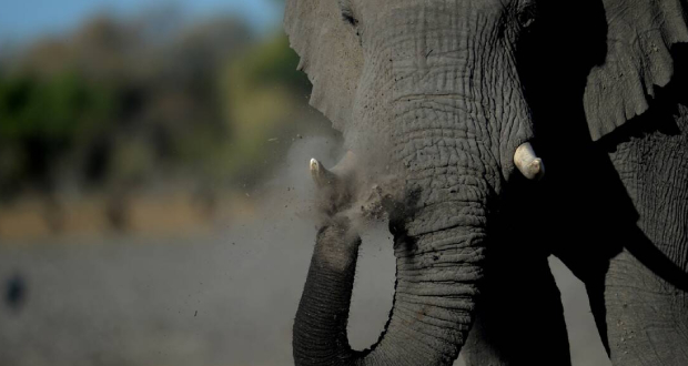 Des éléphants en excursion en Chine