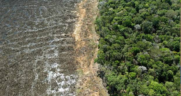 Brésil: déforestation record en Amazonie pour un mois de mai