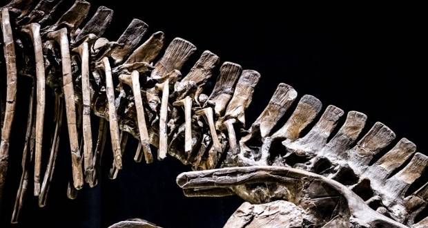 Le plus grand dinosaure découvert en Australie identifié comme une nouvelle espèce