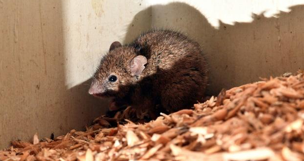 Australie: des détenus évacués en raison d'une invasion de souris