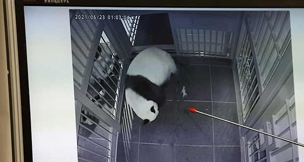 Japon: des jumeaux pandas sont nés dans un zoo de Tokyo