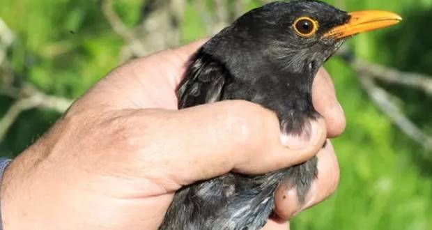 France: la chasse des oiseaux à la glu déclarée illégale