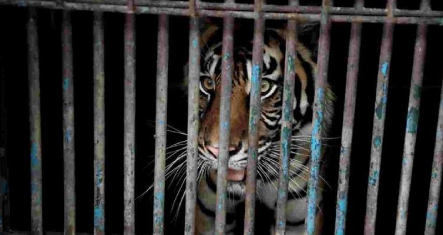 Deux tigres de Sumatra infectés au Covid-19 dans un zoo indonésien