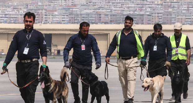 Abandonnés à leur sort, les chiens de l'aéroport de Kaboul se préparent à reprendre du service