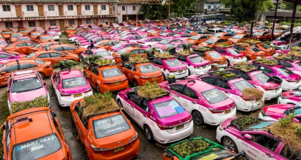 Des taxis de Bangkok convertis en potagers, faute de clients