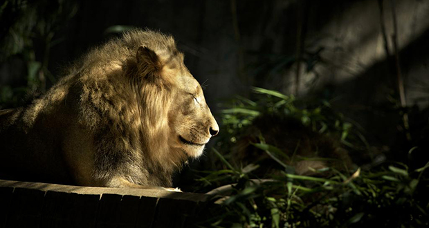 Six lions et trois tigres du zoo de Washington positifs au Covid-19