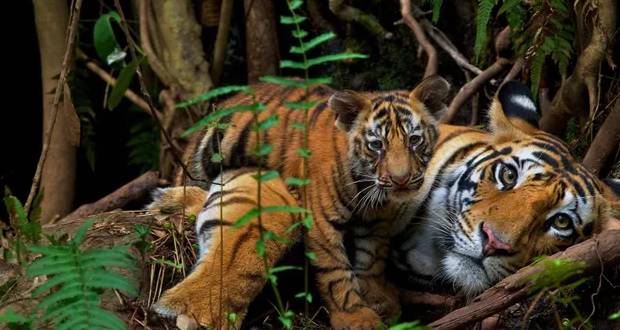 Le Népal lance le recensement de ses tigres du Bengale, espèce menacée