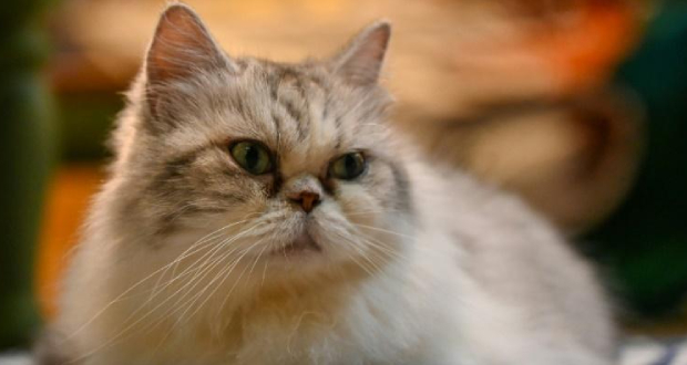 Aux Etats-Unis, les chats seniors ont désormais leur traitement contre l'arthrose
