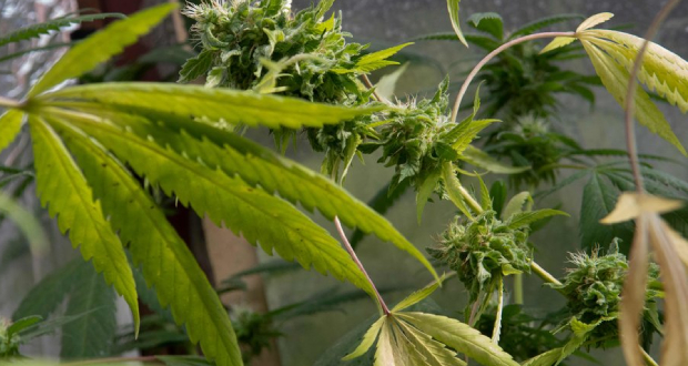 Le Costa Rica autorise la production et la consommation du cannabis médicinal