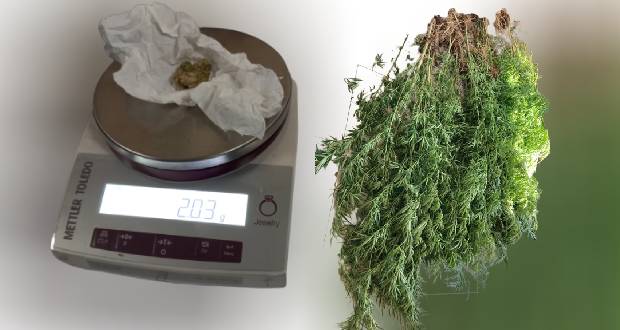 A Plaine des Papayes: des  plantes de cannabis d’une  valeur de Rs 3,7 m déracinées