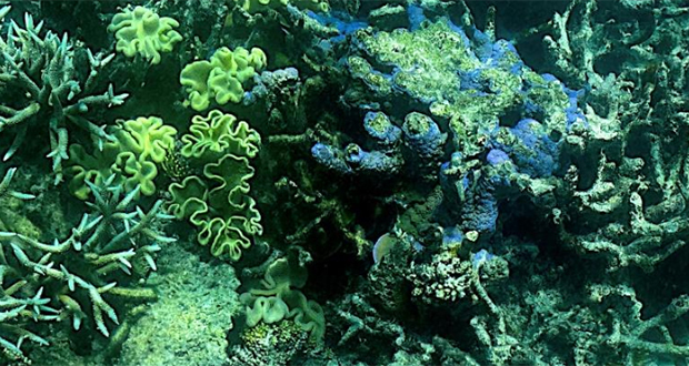 Australie: 91% de la Grande Barrière de corail a subi un «blanchissement»