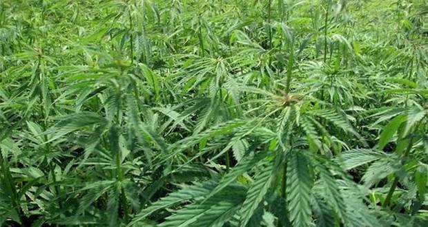 Plaine-Magnien: des plants de cannabis déracinés dans un champ de canne