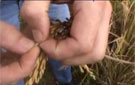 Production locale : les champs humides de Cluny transformés en rizières.