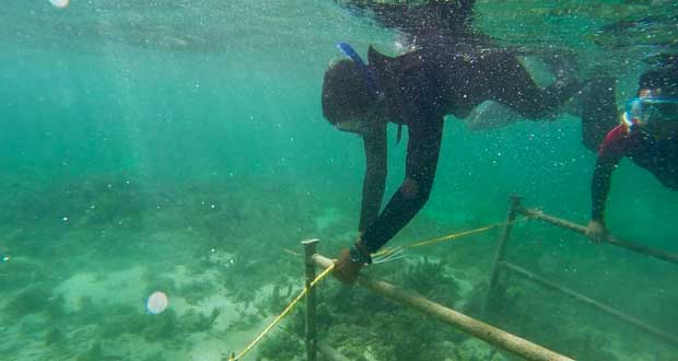 Trou-aux-Biches : des volontaires à la rescousse des coraux
