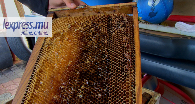 La production du miel menacée