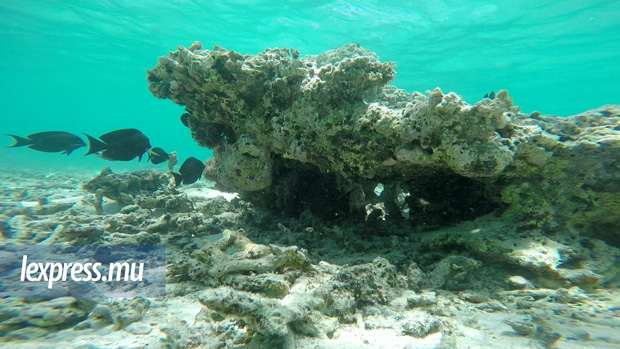 Protection de l’environnement: il faut sauver le récif corallien