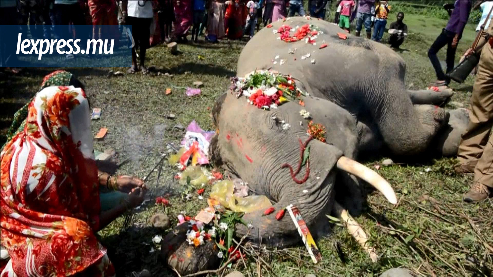 Inde: un éléphant tué par un train près de Siliguri 
