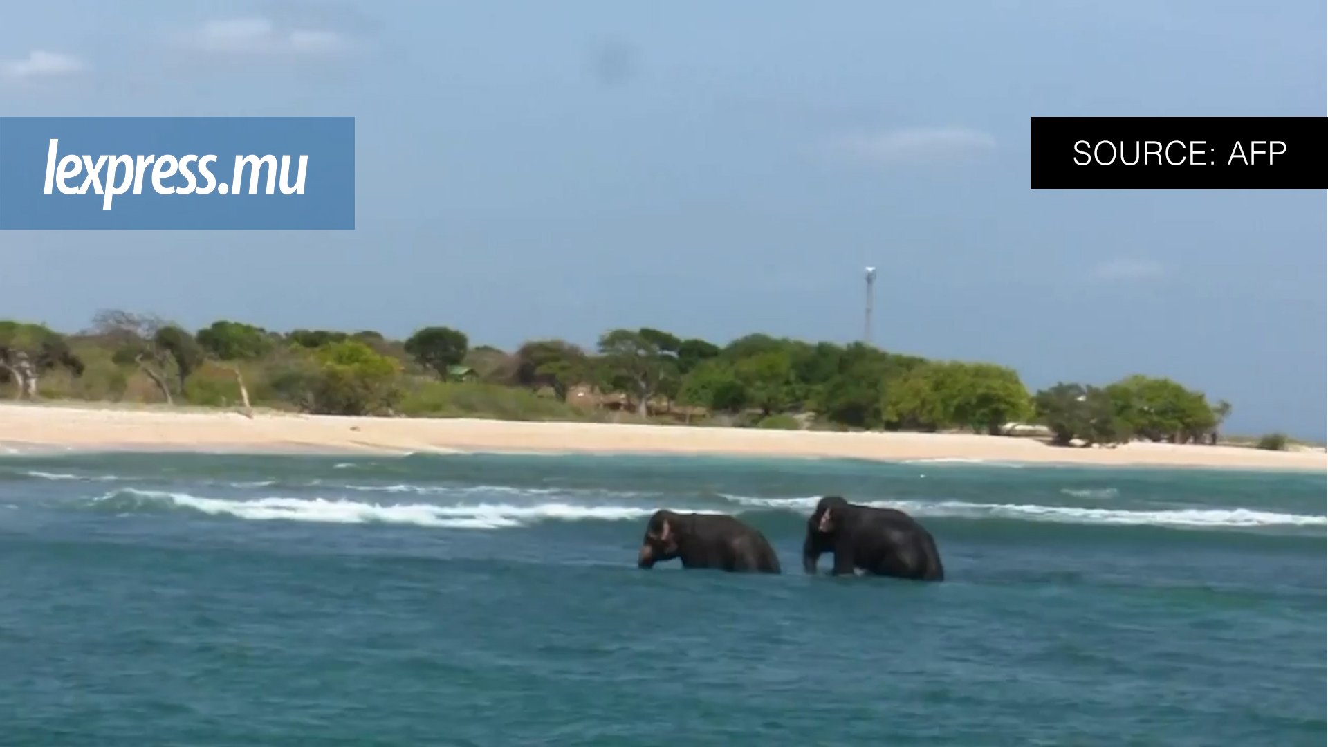 Sri Lanka: deux jeunes éléphants sauvés en pleine mer