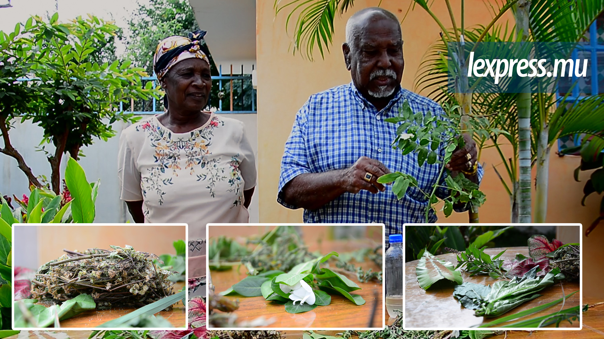 Tradition: à la découverte des plantes médicinales des Chagos 
