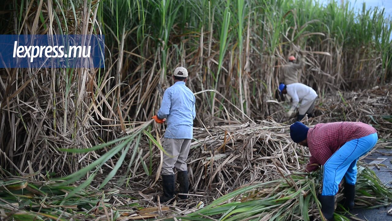 Récolte de la canne à sucre: les coupeurs en chantier