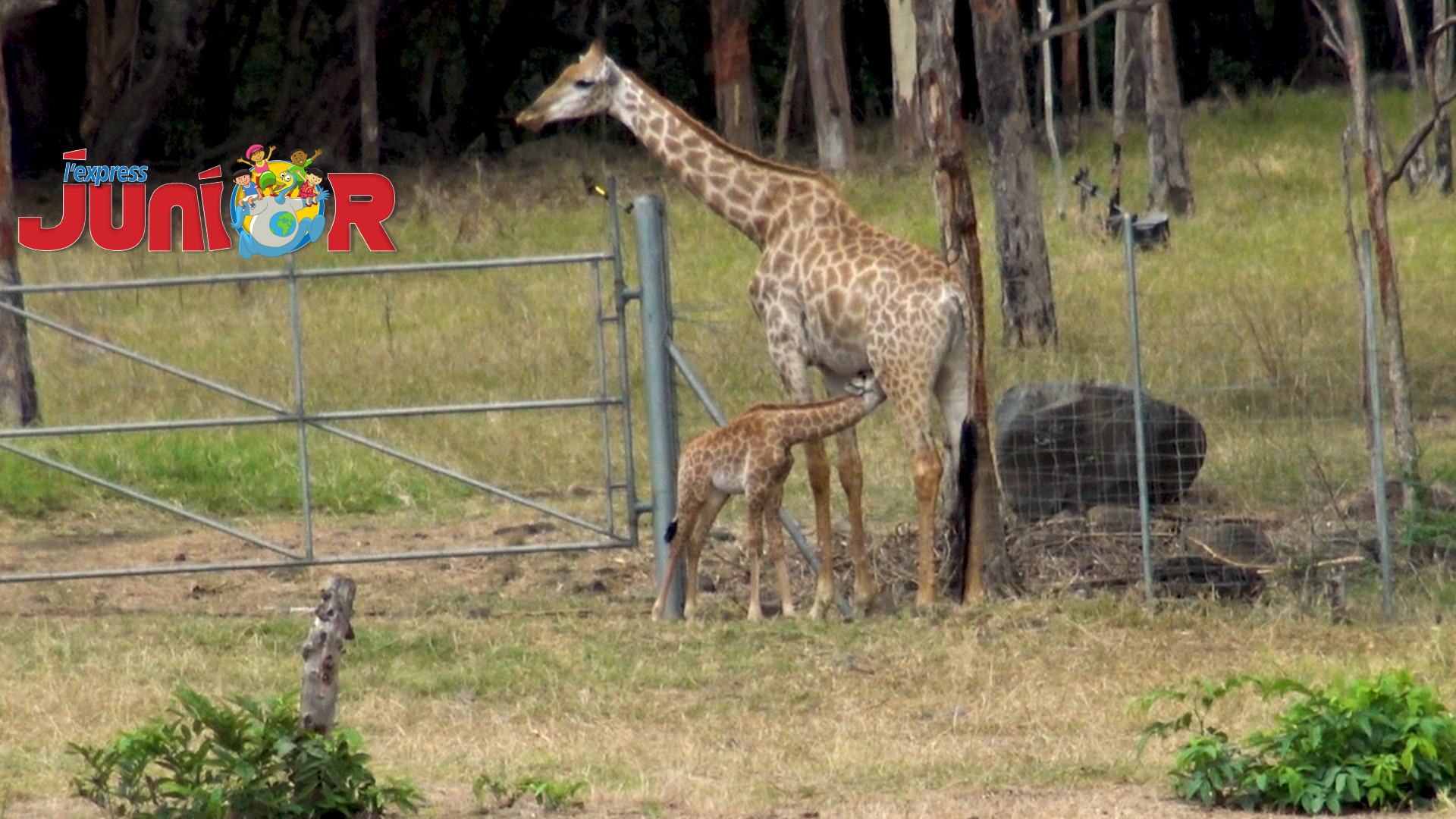 Voici Nyota, le premier girafon né à Maurice! 